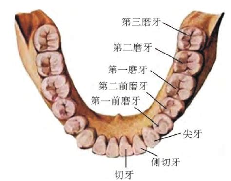 大牙是什么